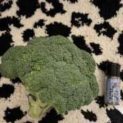 ヒメ日記 2026/03/15 07:39 投稿 南 セクシーキャット 小田原店