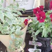 ヒメ日記 2026/03/29 08:27 投稿 南 セクシーキャット 小田原店