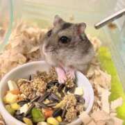 ヒメ日記 2025/03/13 08:15 投稿 お宝発見❗️ グッドスマイル