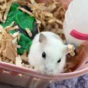 ヒメ日記 2025/03/19 18:02 投稿 お宝発見❗️ グッドスマイル