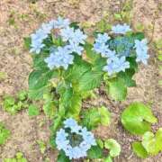 ヒメ日記 2025/07/05 14:30 投稿 お宝発見❗️ グッドスマイル