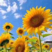 ヒメ日記 2025/08/19 11:02 投稿 つばさ 逢って30秒で即尺