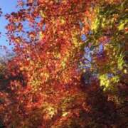 ヒメ日記 2025/11/17 10:34 投稿 つばさ 逢って30秒で即尺