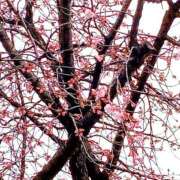 ヒメ日記 2026/02/27 14:16 投稿 つばさ 逢って30秒で即尺