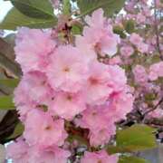 ヒメ日記 2026/04/11 14:00 投稿 つばさ 逢って30秒で即尺