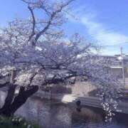 ヒメ日記 2025/04/03 07:47 投稿 エレナ ごほうびSPA名古屋店