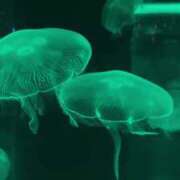 ヒメ日記 2025/07/07 18:17 投稿 エレナ ごほうびSPA名古屋店