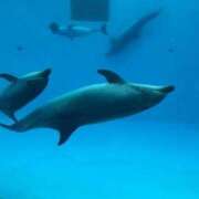 ヒメ日記 2025/09/03 21:33 投稿 エレナ ごほうびSPA名古屋店