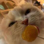 ヒメ日記 2026/10/01 00:01 投稿 いぬ とある風俗店♡やりすぎさーくる新宿大久保店♡で色んな無料オプションしてみました