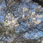 ヒメ日記 2026/04/08 22:07 投稿 あかり club さくら日本橋店