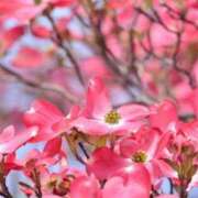 ヒメ日記 2026/03/29 12:12 投稿 なつき Hip's-group越谷本店