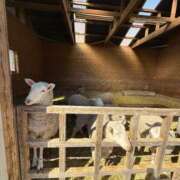 ヒメ日記 2025/02/12 09:14 投稿 すみれ 激安ドットコム