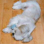 ヒメ日記 2025/07/21 11:38 投稿 すみれ 激安ドットコム