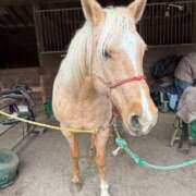 ヒメ日記 2026/01/28 17:19 投稿 すみれ 激安ドットコム