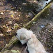 すみれ 昨日は 激安ドットコム