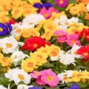 ヒメ日記 2026/02/28 10:49 投稿 黒崎 華恋人(カレント)