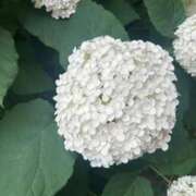 黒崎 紫陽花と百合 華恋人(カレント)