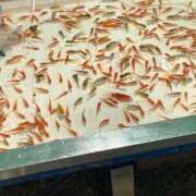 ヒメ日記 2025/08/14 19:47 投稿 みよ 手コキガールズコレクション