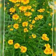 ヒメ日記 2025/04/18 22:00 投稿 ゆりね 逢って30秒で即尺