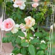 ヒメ日記 2025/07/11 18:54 投稿 ゆりね 逢って30秒で即尺