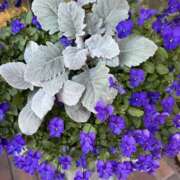 ヒメ日記 2026/04/11 12:25 投稿 ゆりね 逢って30秒で即尺