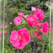 ヒメ日記 2026/04/14 22:24 投稿 ゆりね 逢って30秒で即尺