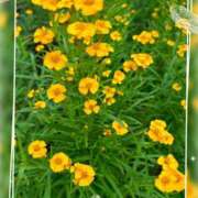 ヒメ日記 2026/04/30 08:41 投稿 ゆりね 逢って30秒で即尺