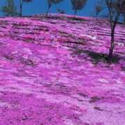 ヒメ日記 2025/08/26 20:13 投稿 うらん アニバーサリー