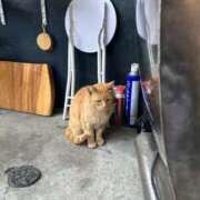 橋本 ななみ 抱負、ぼちぼち アリス女学院 日本橋校