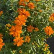 ヒメ日記 2025/09/22 21:25 投稿 ゆの ナチュラルプリンセス