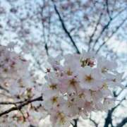 ヒメ日記 2025/03/30 12:26 投稿 ひな【FG系列】 アロマdeフィーリングin横浜（FG系列）