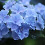 ヒメ日記 2025/06/10 17:55 投稿 ひな【FG系列】 アロマdeフィーリングin横浜（FG系列）