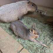 ヒメ日記 2025/11/18 12:09 投稿 ひな【FG系列】 アロマdeフィーリングin横浜（FG系列）