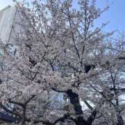 ヒメ日記 2026/04/02 17:18 投稿 谷川　あんず プルプル京都性感エステ　はんなり