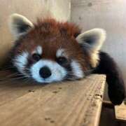 ヒメ日記 2025/02/10 20:34 投稿 みず しろわい 仙台店