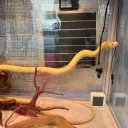 ヒメ日記 2025/01/02 17:02 投稿 あかり 新橋フェアリーズ