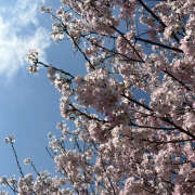 ヒメ日記 2025/04/05 09:24 投稿 あかり 新橋フェアリーズ