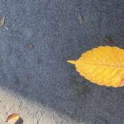 ヒメ日記 2025/11/17 13:30 投稿 あかり 新橋フェアリーズ