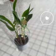 ヒメ日記 2026/05/01 09:42 投稿 山口 萌 プルプルオフィスディーバ