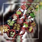 ヒメ日記 2025/01/19 11:12 投稿 てん 川越ぽちゃまに