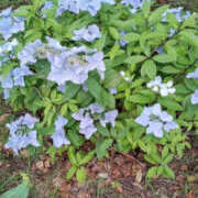 ヒメ日記 2025/05/19 16:35 投稿 一ノ瀬愛美 横浜プロダクション