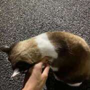 ヒメ日記 2024/12/27 12:26 投稿 ゆうき 小岩人妻花壇