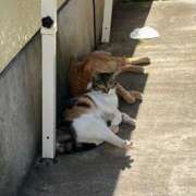 ヒメ日記 2025/08/13 22:59 投稿 ゆうき 小岩人妻花壇