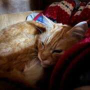 ヒメ日記 2026/01/02 12:57 投稿 ゆうき 小岩人妻花壇