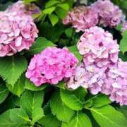 ヒメ日記 2025/06/24 16:12 投稿 星宮すう Finemotion