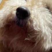 ヒメ日記 2025/11/08 19:58 投稿 星宮すう Finemotion