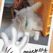 ヒメ日記 2025/01/31 15:02 投稿 春田和佳奈 五十路マダム静岡店（カサブランカG）