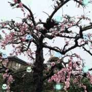 ヒメ日記 2025/03/04 20:32 投稿 春田和佳奈 五十路マダム静岡店（カサブランカG）