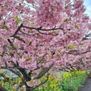 ヒメ日記 2025/03/09 15:02 投稿 春田和佳奈 五十路マダム静岡店（カサブランカG）
