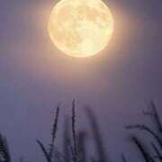 ヒメ日記 2025/04/23 23:16 投稿 春田和佳奈 五十路マダム静岡店（カサブランカG）